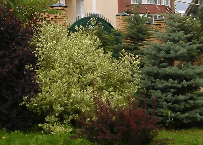 Посадка деревьев