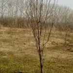 Питомник растений в Екатеринбурге