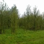 Питомник растений в Екатеринбурге