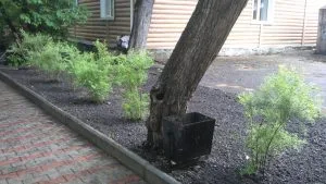 Деревья в городе