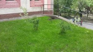 Посадка деревьев в город