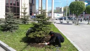 Посадка ели в городе