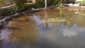 Декоративный водоем около дачи