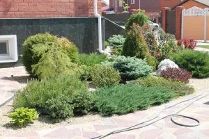 Посадка кустарников на участке