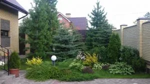 Посадка ели на дачу
