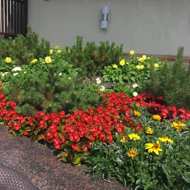 Кустарники около дома