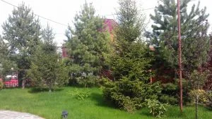 Ели на участок
