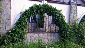 Озеленение частного дома аркой