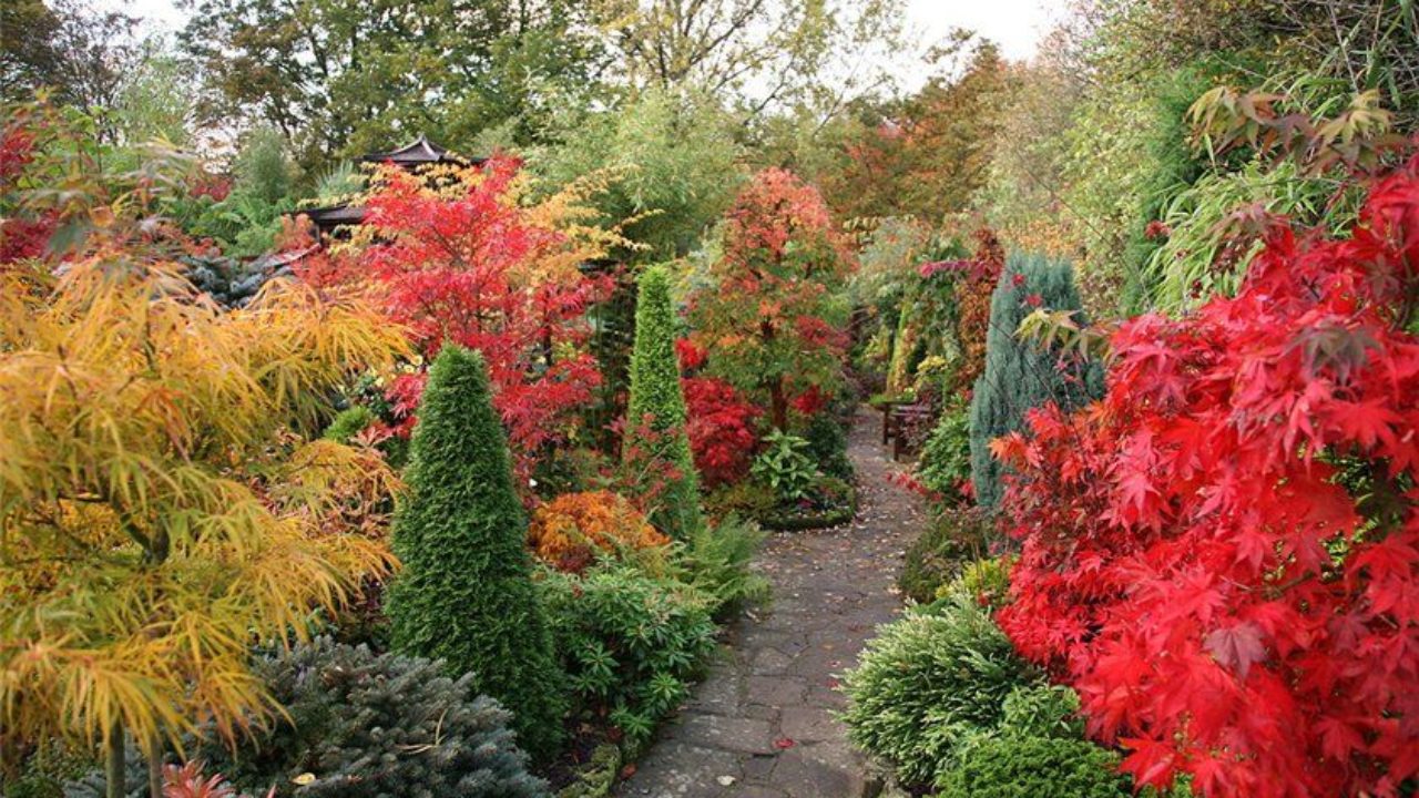 Осенний ландшафтный дизайн — какие растения подобрать для украшения сада осенью?