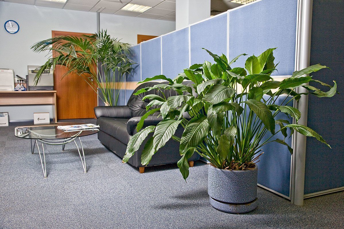 Озеленение офиса: преимущества и особенности